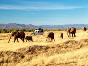 savanna