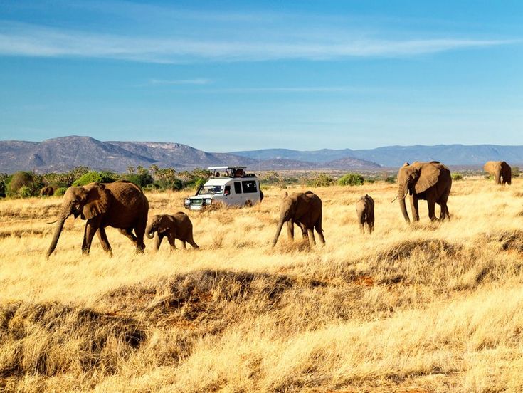 savanna