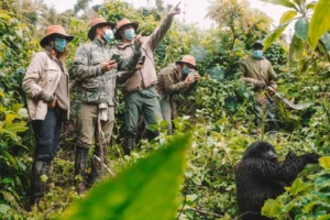 gorilla tourism