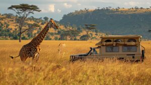 safari in africa